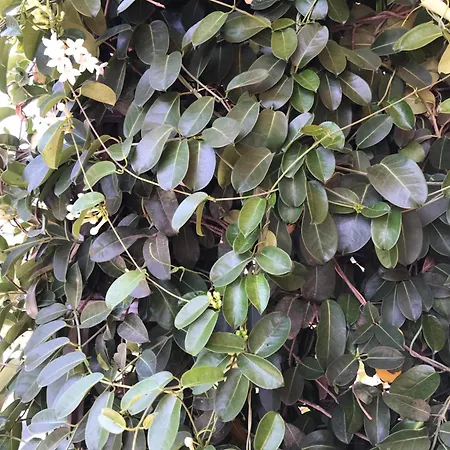 Appartamento Casa Con Giardino Centro *