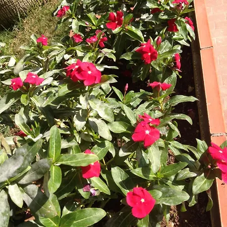 Appartamento Casa Con Giardino Centro Sciacca