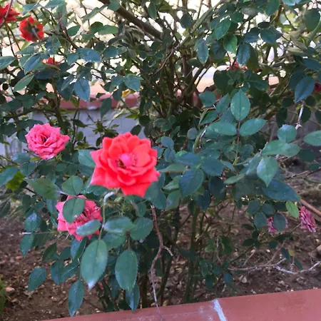 Casa Con Giardino Centro Appartamento Sciacca