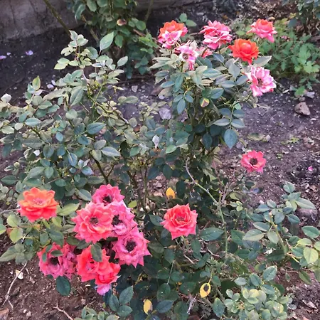 Casa Con Giardino Centro Appartamento *