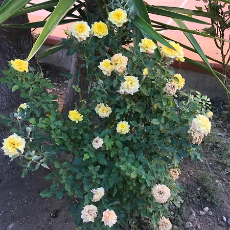 Casa Con Giardino Centro