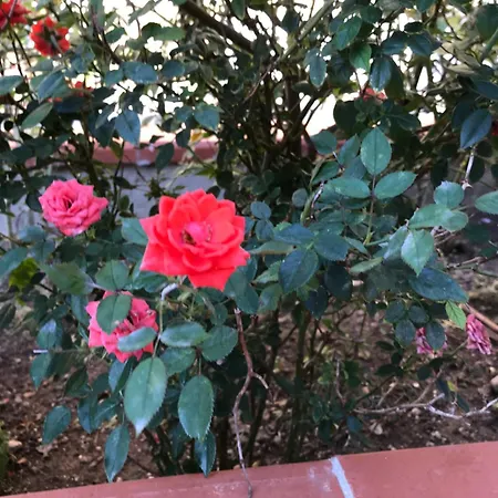 Appartamento Casa Con Giardino Centro