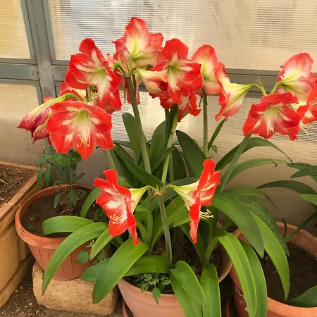 Appartamento Casa Con Giardino Centro *