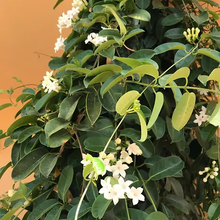 Appartamento Casa Con Giardino Centro *