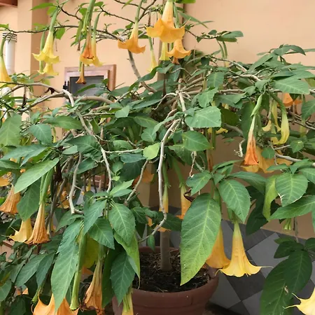 Appartamento Casa Con Giardino Centro