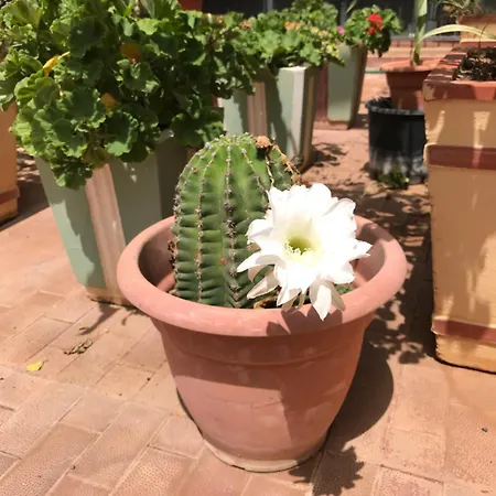 Casa Con Giardino Centro Sciacca