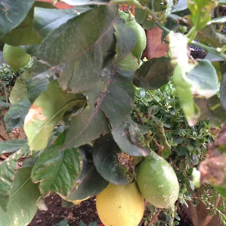 Appartamento Casa Con Giardino Centro Sciacca