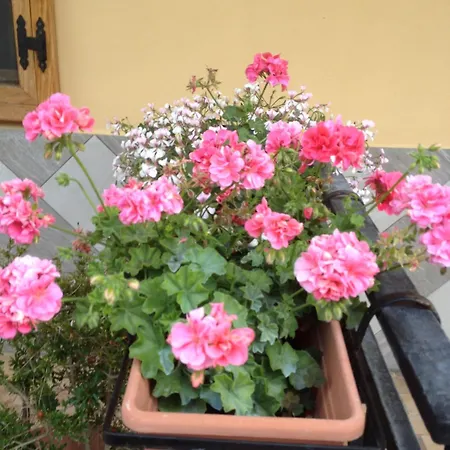 Appartamento Casa Con Giardino Centro *