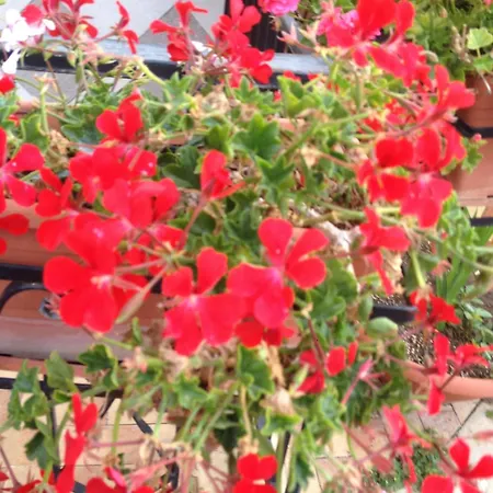 Appartamento Casa Con Giardino Centro Sciacca