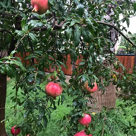 Appartamento Casa Con Giardino Centro *