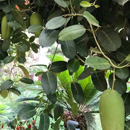 Appartamento Casa Con Giardino Centro
