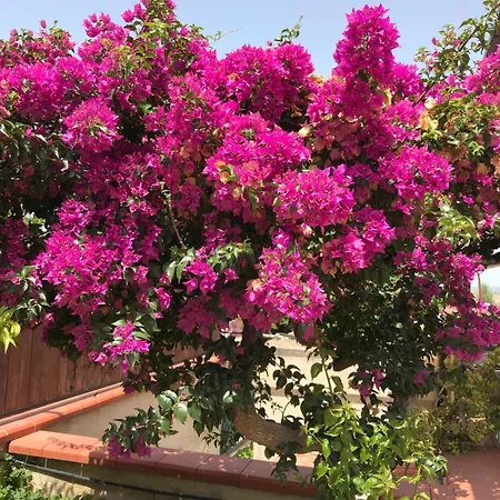 Appartamento Casa Con Giardino Centro Sciacca